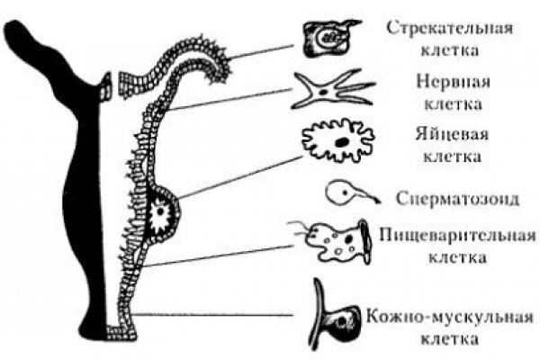 Kraken onion link