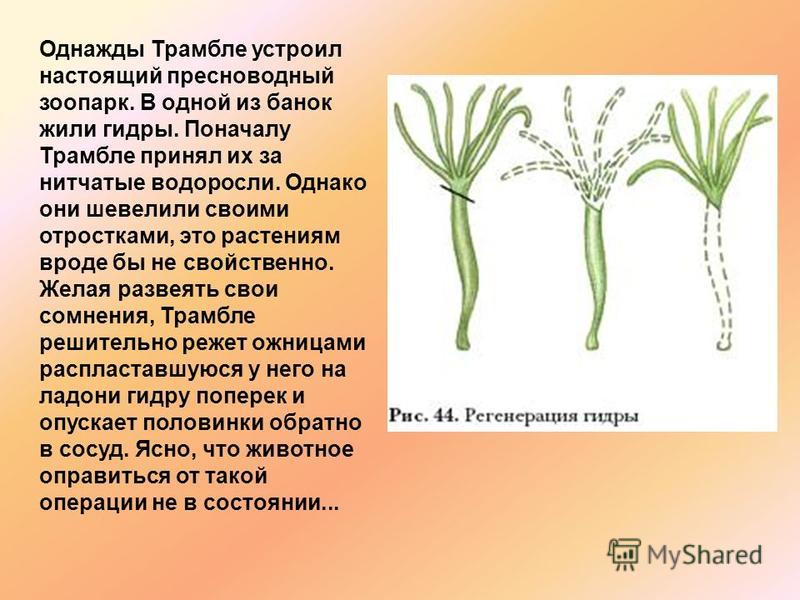 Кракен маркетплейс ссылка тг