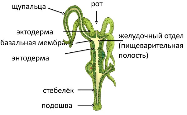 Можно вывести деньги с кракена